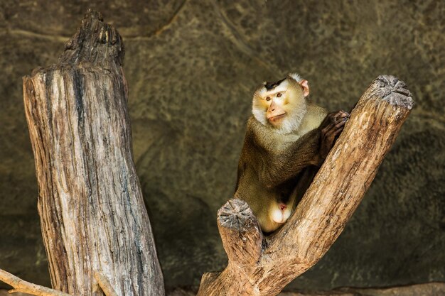 Photo view of an animal on tree trunk