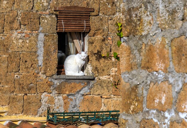 View of an animal on wall