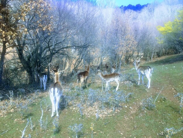 Foto vista di un animale in acqua