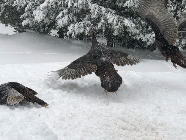 View of an animal during winter