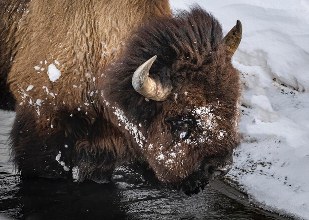 Photo view of an animal in winter