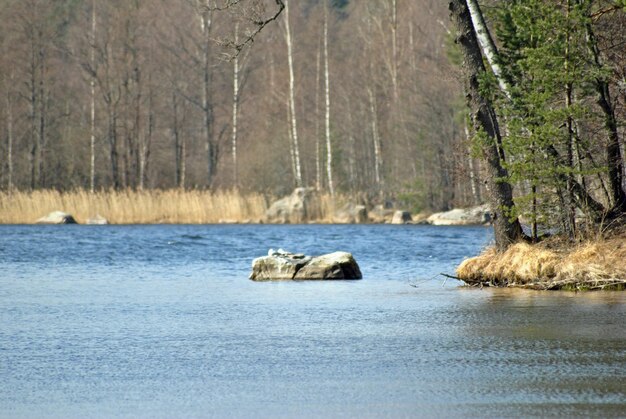 View of animal in winter