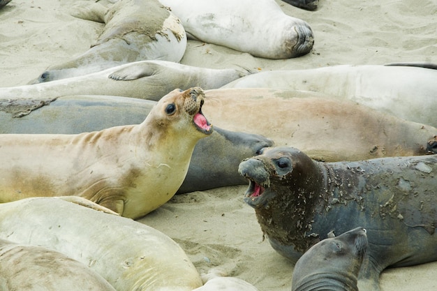 View of animals on ground