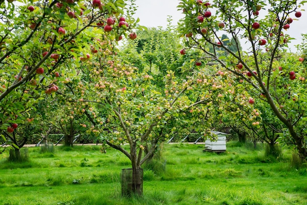 View of apple tree in field