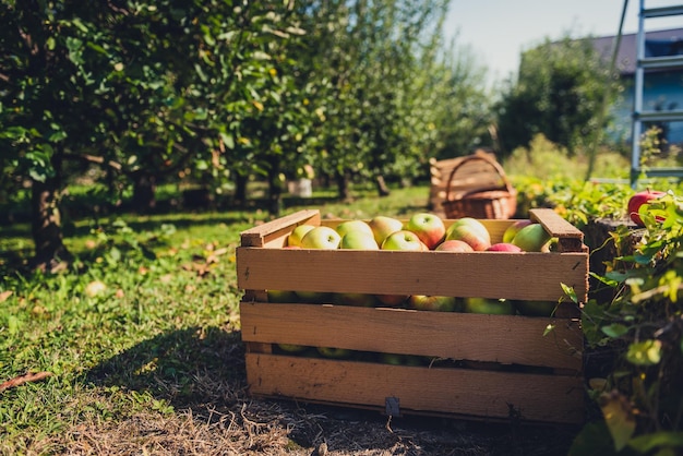 Photo view of apples in field
