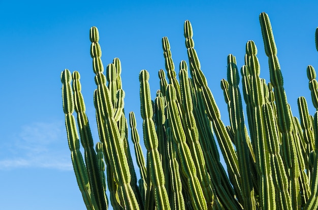 View of the arid nature with cactus