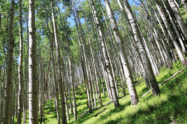 Photo view of aspen trees in forest