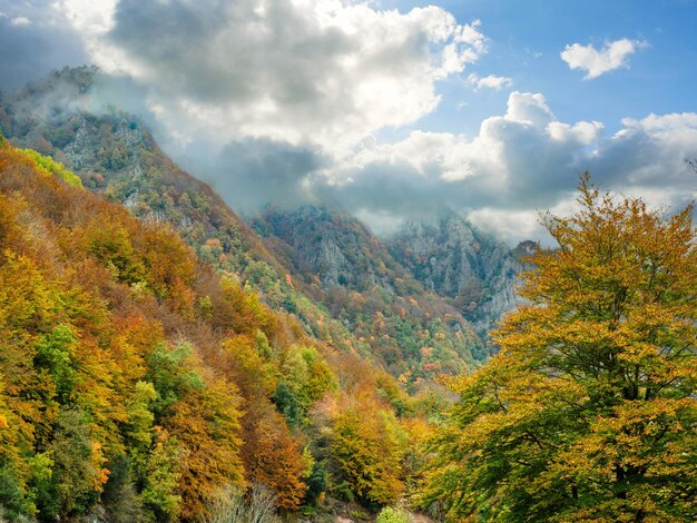 Grevolosa Forest Catalonia Spain의 가을 너도밤나무 숲의 전망