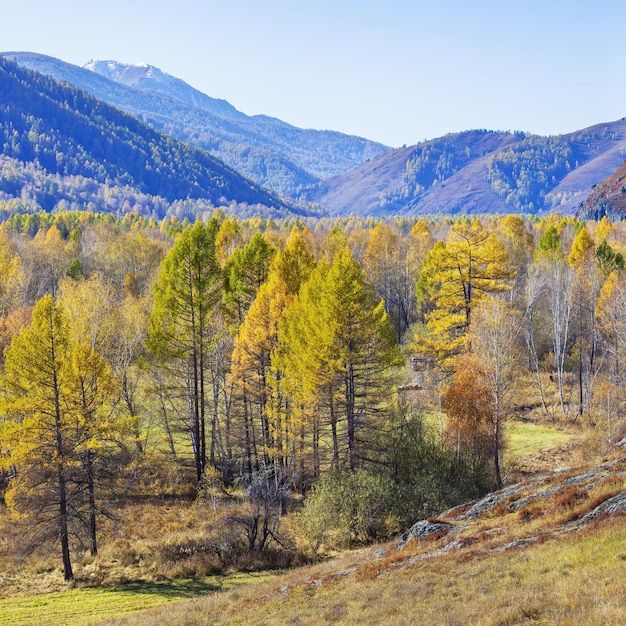 View of autumn nature Picturesque valley trees