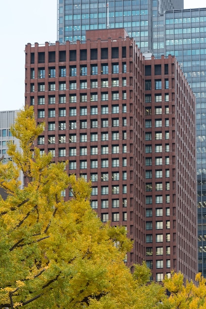 Вид на осеннее дерево с современным зданием в фоновом режиме, Япония. Понятие о природе и современном здании.