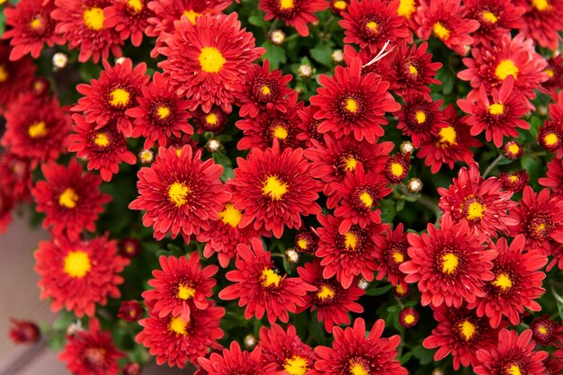 View of the autumnal flowers