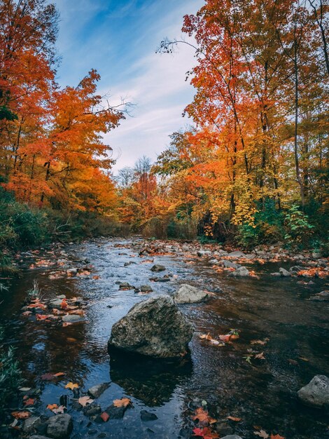 View of autumnal trees by stream