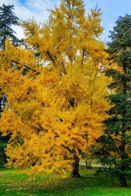 View of autumnal trees in the forest