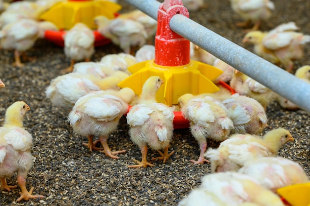 View of baby chicken in big poultry farm little birds eating\
grain from the special feeder agricultural business concept