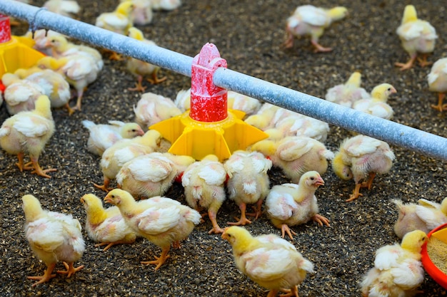 View of baby chicken in big poultry farm little birds eating\
grain from the special feeder agricultural business concept