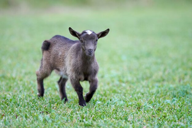 Foto vista di un cucciolo di capra sul campo