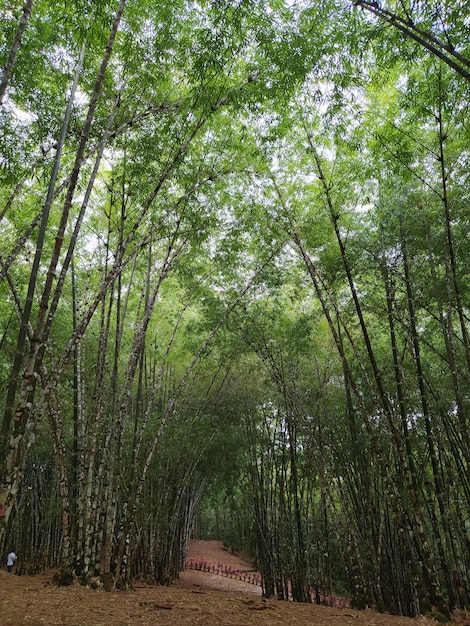 Veduta di una foresta di bambù