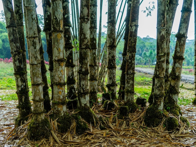 Foto veduta di una foresta di bambù