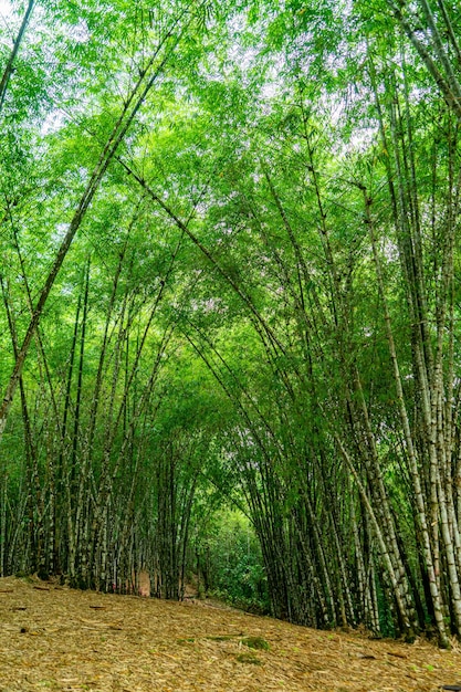 Foto veduta di una foresta di bambù