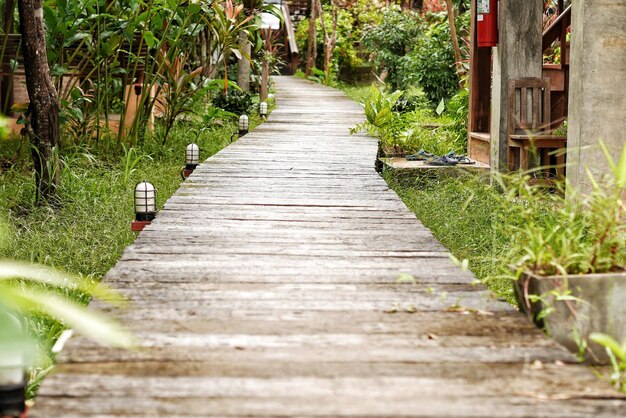 View of bamboo plants