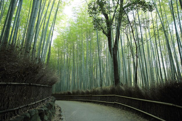 Photo view of bamboo trees in forest