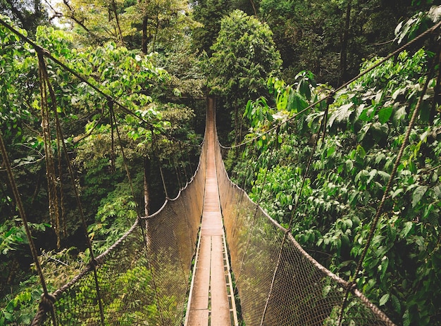 Photo view of bamboo trees in forest