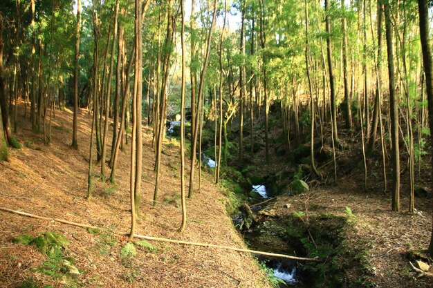 Foto veduta degli alberi di bambù nella foresta