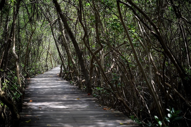 Foto veduta degli alberi di bambù nella foresta