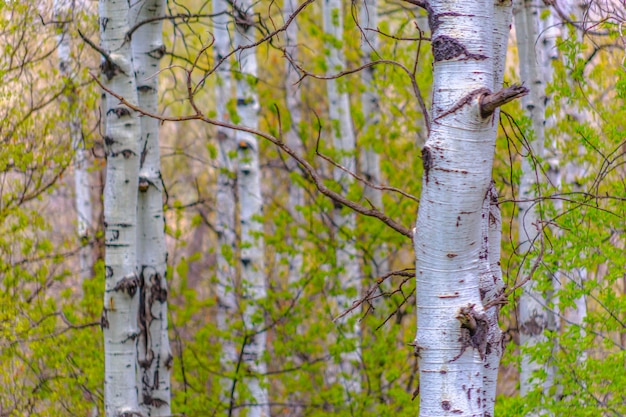 Foto veduta degli alberi di bambù nella foresta