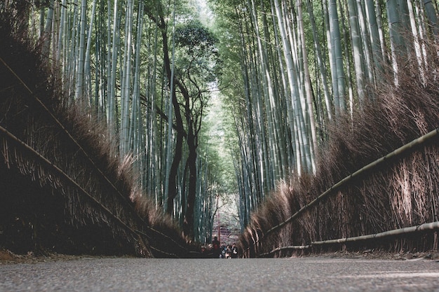 Foto veduta degli alberi di bambù nella foresta