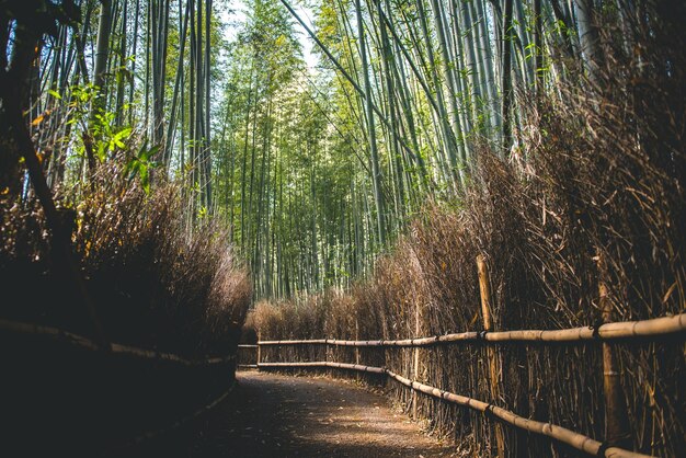 Photo view of bamboo trees in forest