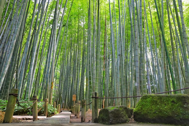 Photo view of bamboo trees in forest