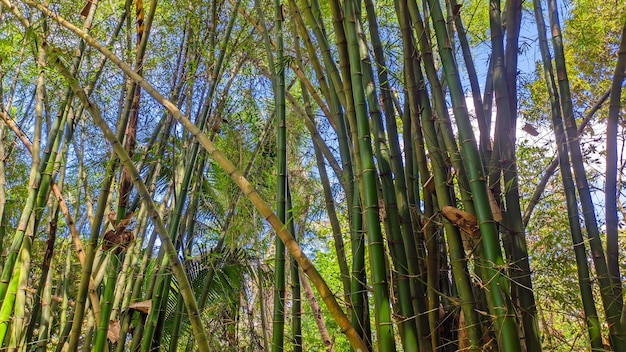 view of bamboo trees