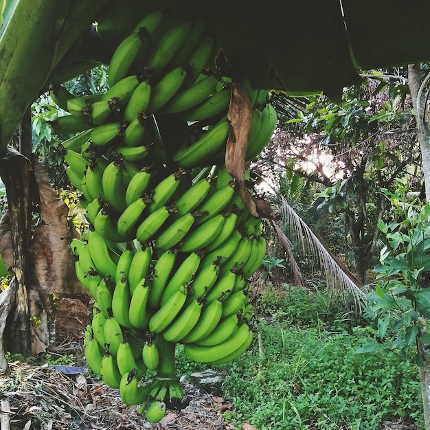 Foto la vista dell'albero di banane