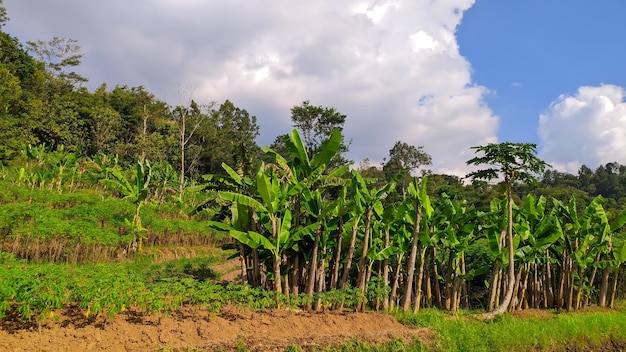 푸른 하늘이 있는 경사면에 있는 바나나 나무의 전망