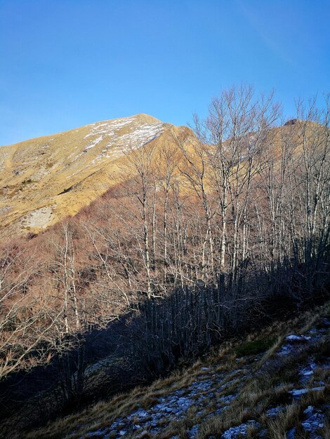 View of bare trees against clear blue sky