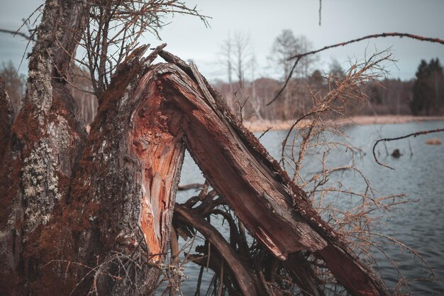 Photo view of bare trees in the forest