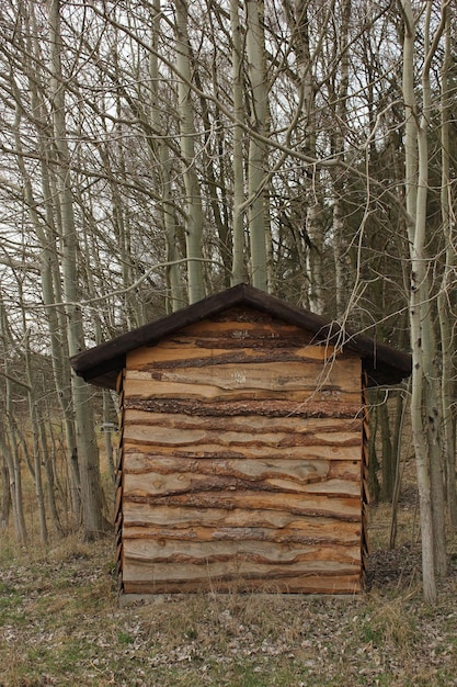 Foto vista degli alberi spogli nella foresta