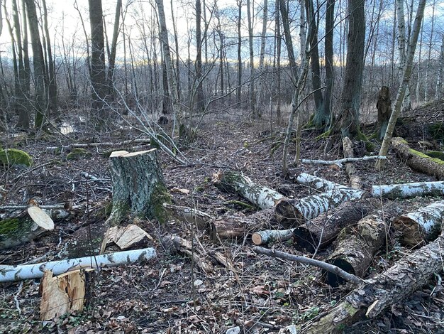 View of bare trees in forest