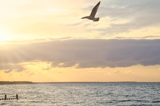 空にカモメがいる日没時にビーチからバルト海までの景色を眺める