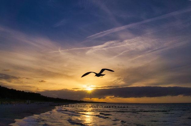 View over the beach to the Baltic Sea at sunset with seagulls in the sky