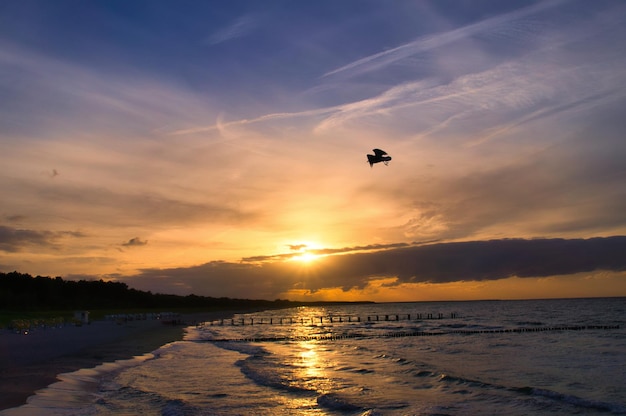 空にカモメがいる日没時にビーチからバルト海までの景色を眺める