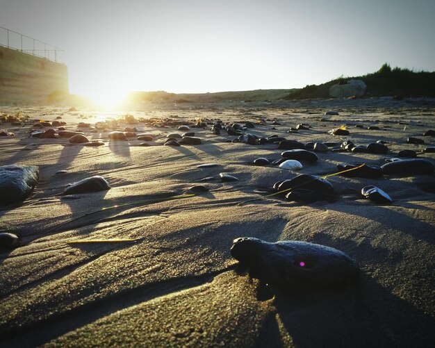 Photo view of beach at sunset