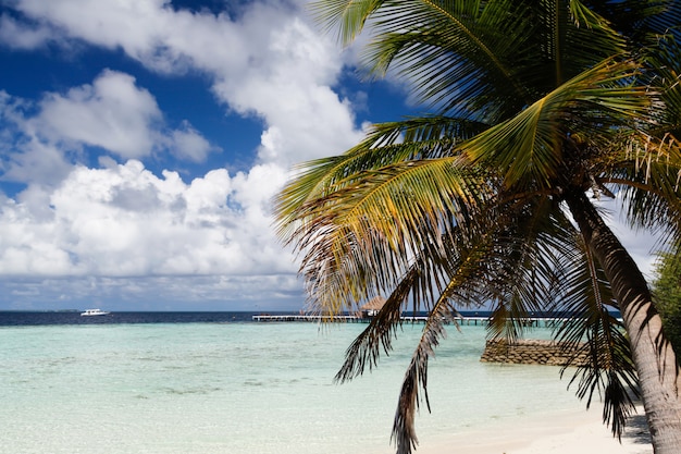 Вид на пляж с зелеными пальмовыми листьями