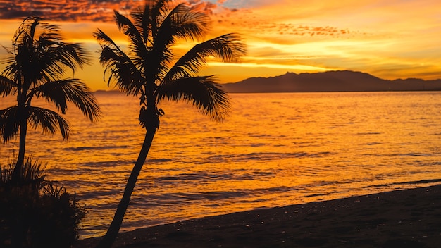 View of beach with sunset and palm trees