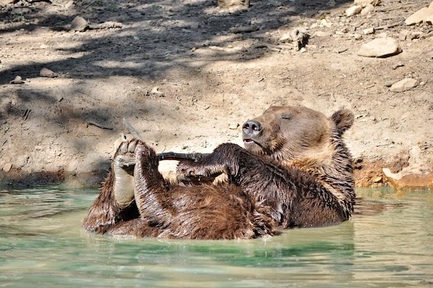 Foto veduta di un orso che si rilassa in acqua