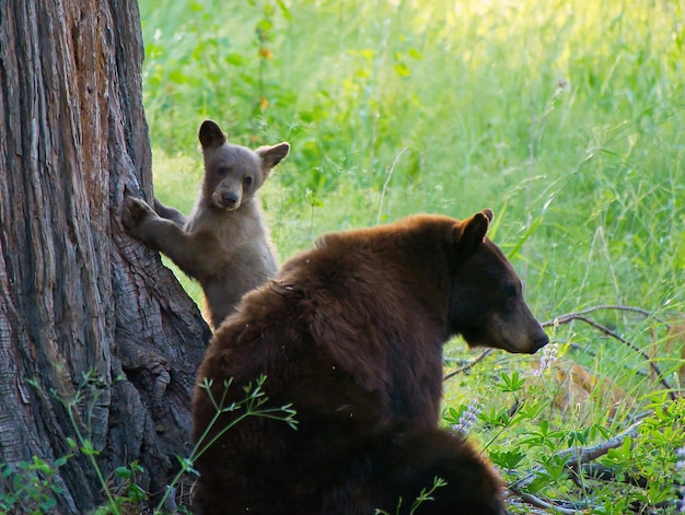 Photo view of bears on field