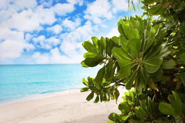 View of beautiful beach at tropical resort