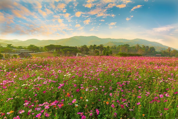 View of beautiful cosmos flower field in sunset time