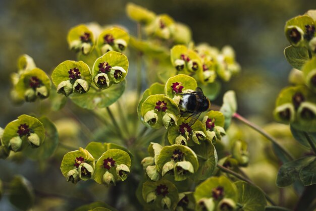 View of a beautiful Euphorbia growing in the garden